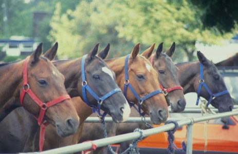 Circuiti illegali e cavalli da corsa