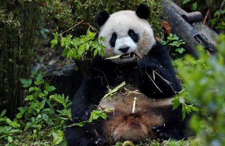 Il Panda gigante