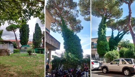 Scienze agrarie, alimentari e agro-ambientali Unipi per la gestione degli spazi verdi