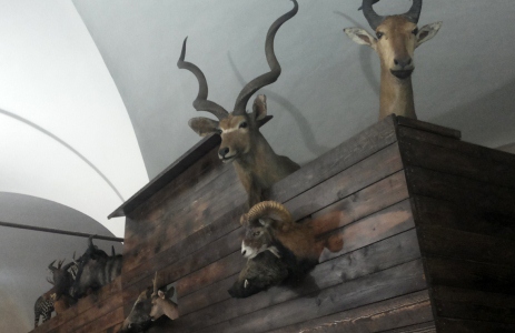 Museo di Storia Naturale Unipi