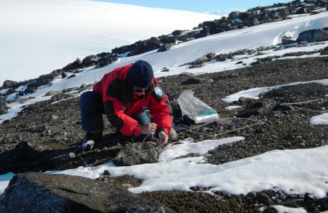 Muschi sepolti per 800 anni sotto i ghiacci