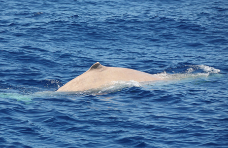 Capodoglio Albino