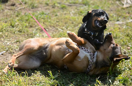 Empatia del cane