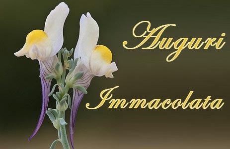 Immagini auguri Immacolata