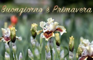 Immagine con frasi sulla primavera e immagini fiori di benvenuta primavera