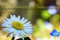 Frasi sulla primavera e immagini fiori di benvenuta primavera