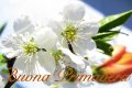 Frasi per la primavera di buongiorno e immagini da condividere