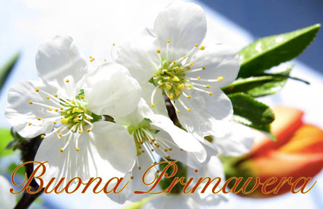 Frasi per la primavera di buongiorno e immagini da condividere