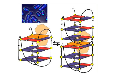 Terapia antitumorale con nanofilamenti di DNA