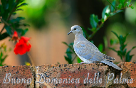 Immagini di buona Domenica delle Palme 2019