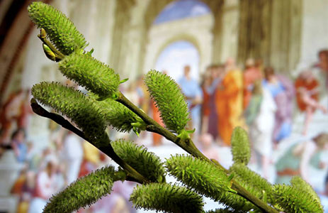 Significato della Domenica delle Palme