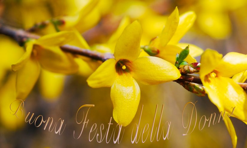 Immagini buona Festa della Donna 2021