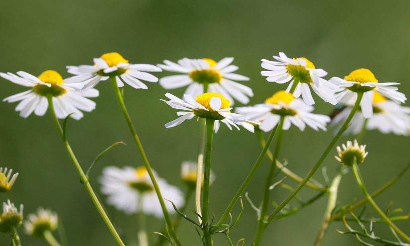 Piante per curare la psoriasi