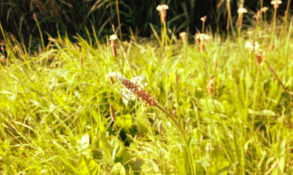 Piante per curare i polmoni