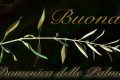 Immagini Buona Domenica delle Palme 2022